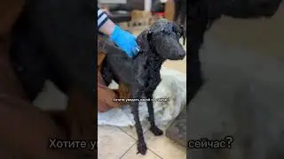 Собака в битуме. История спасения
