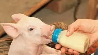 ✔Raising newborn piglets without a sow❗