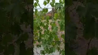 ГФ винограда Фурор. Милдью во время созревания ягоды.