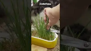 DIY Cat Cookies Your Kitty Can't Resist‼️ #fyp #viral #cats #snacks #asmr #cooking #foryou