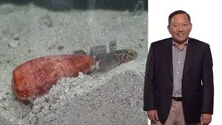 Baldomero “Toto” Olivera (U. Utah, HHMI): Venomous Cone Snails