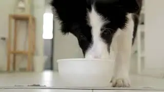 Уникальный прибор для животных Life Animal