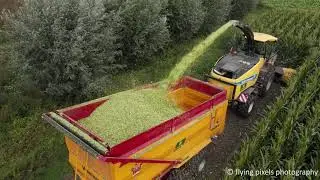 Mais hakselen 2021 | Chopping maize | Maishäckseln | New Holland  | Massey Ferguson | Maisoogst