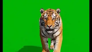 🐯 VFX Green Screen Tiger – 3 Variations – FREE GREEN SCREEN
