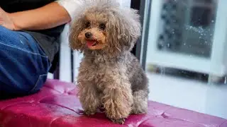 超可愛的狗狗再一次來店裡剪毛，真的是太可愛了 ‖ Poodle Dog Grooming ‖ pet groomer ‖ 寵物美容
