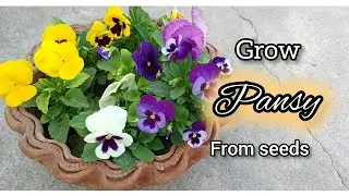 Growing Pansy Flower from Seeds  || Step by Step details