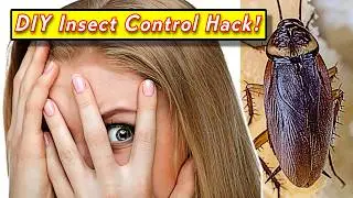 DIY Pest Control Hack That Actually Work!