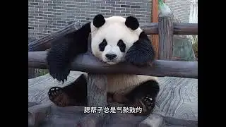 cub