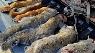 A Must Learn Skill For Survival And Hunting - Free & Easy Don't Miss This!