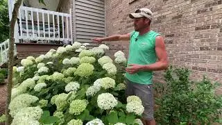 It's Worth a Grow: Incrediball Hydrangea