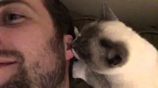 Cat sucking my earlobe