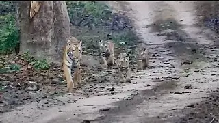 Tiger with cubs | Dhikala Pedwaali Cubs