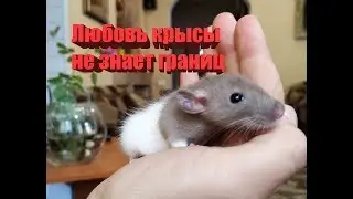 Любовь крысы не знает границ