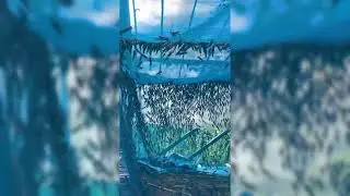 [KBJ 팬더클래스] Korean BJ Live PandaClass EP 13Highlight | #jinricp #pandaclass #kbj #koreanlive #fancam