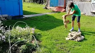 Лечебный Овсяной  Кисель по Изотову /Сама делаю конёк на крышу