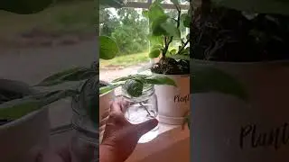 How to Propagate Basil 