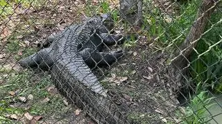 Cypress Gardens and Alligators!