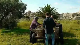 Raccolta al Parco Archeologico di Selinunte - Olio Centonze