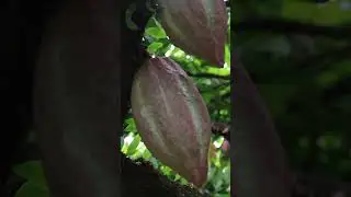 AGRICULTURE GOALS - #aticaragafotos  #adsphotography2023 #shareknowledge  #ADSvlog2023
