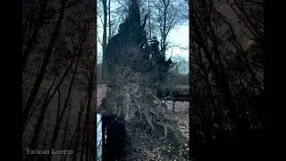 کەوتنی درەختێکی زەبەلاح , The fall of a huge tree#foryou #shorts #nature