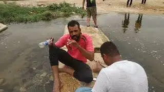 TILAPIA FISH IN WADI HANIFA LAKE PARKS|RIYADH SAUDI ARABIA