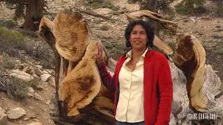 Subalpine - Ecosystems of California