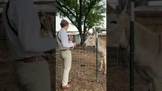 Banjo + Donkey