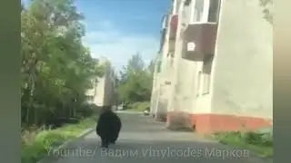 Медведь терроризирует Петропавловск-Камчатский. Сентябрь 2020.