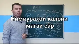 Нимкураҳои калони мағзи сар(НКМС).