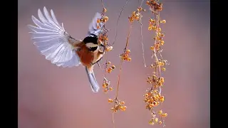 Chris Spheeris & Paul Voudouris - Enchantment. by MusicaGradevole