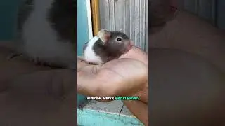 ¿Para que sirven los bigotes de los hámsters?🤔🐹 🥸