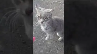 CUTE CAT // GREY CAT // ЛАСКОВЫЙ КОТ // МИЛЫЙ КОТ // СЕРЫЙ КОТЁНОК // VIDEO CATS // ВИДЕО КОТЫ