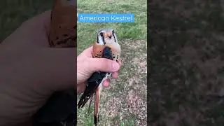 American Kestrel
