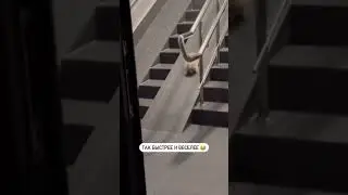 Когда хозяйка зовёт гулять, а спускаться по лестнице страшно 😂 Умный щеночек нашел выход 👍🏼