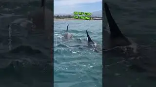 Close Encounter With Orcas! 😱