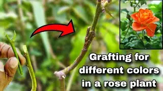 देसी गुलाब को हाइब्रिड गुलाब कैसे बनाये | Rose plant grafting | grafting rose plant #viral #trending