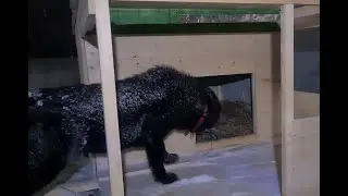 Строю будку Алабаю