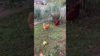 The flock (with Houdini, Hei Hei, Waldo, Monica & Mama Gladys) 2021