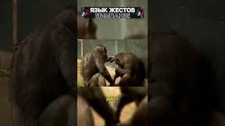 Язык жестов шимпанзе! 