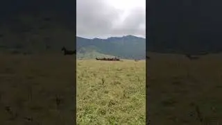Бегущие лошадки)