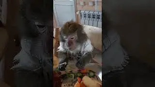 воскресный лук😉🐒🧅 #monkey #животные #petmonkey #обезьяна #зоо #animals #экзотика #питомец