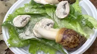 АХАТИНЫ, АРХАХАТИНЫ и ГРИБЫ