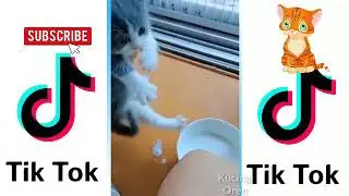 #Kucinglucutiktok #kucingoren KUMPULAN KUCING LUCU BANGET TIKTOK 😘 #12 - Kucing Oren