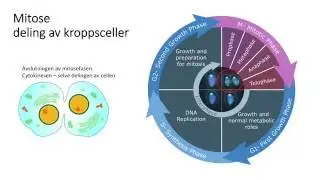 Celler: Celledeling del1