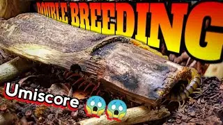 Centipede BREEDING - DALAWANG PARIS