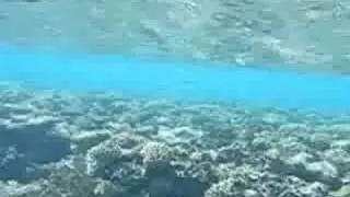 Underwater scenery from Coral Bay, Sharm el Sheikh, Egypt