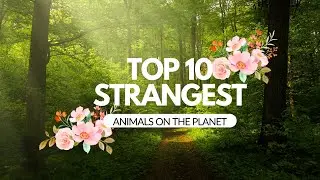 Discover the Strangest Animals on the Planet | Mind-Blowing Facts and Images