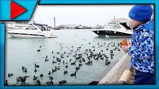 Гуляем и кормим уток и чаек в Морском порту в Сочи We walk and feed ducks and gulls in the Seaport i