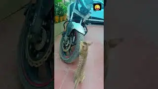 Blacke cat funny moments #cat #shorts #shorts