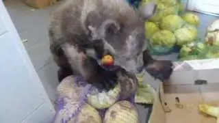 Сенька